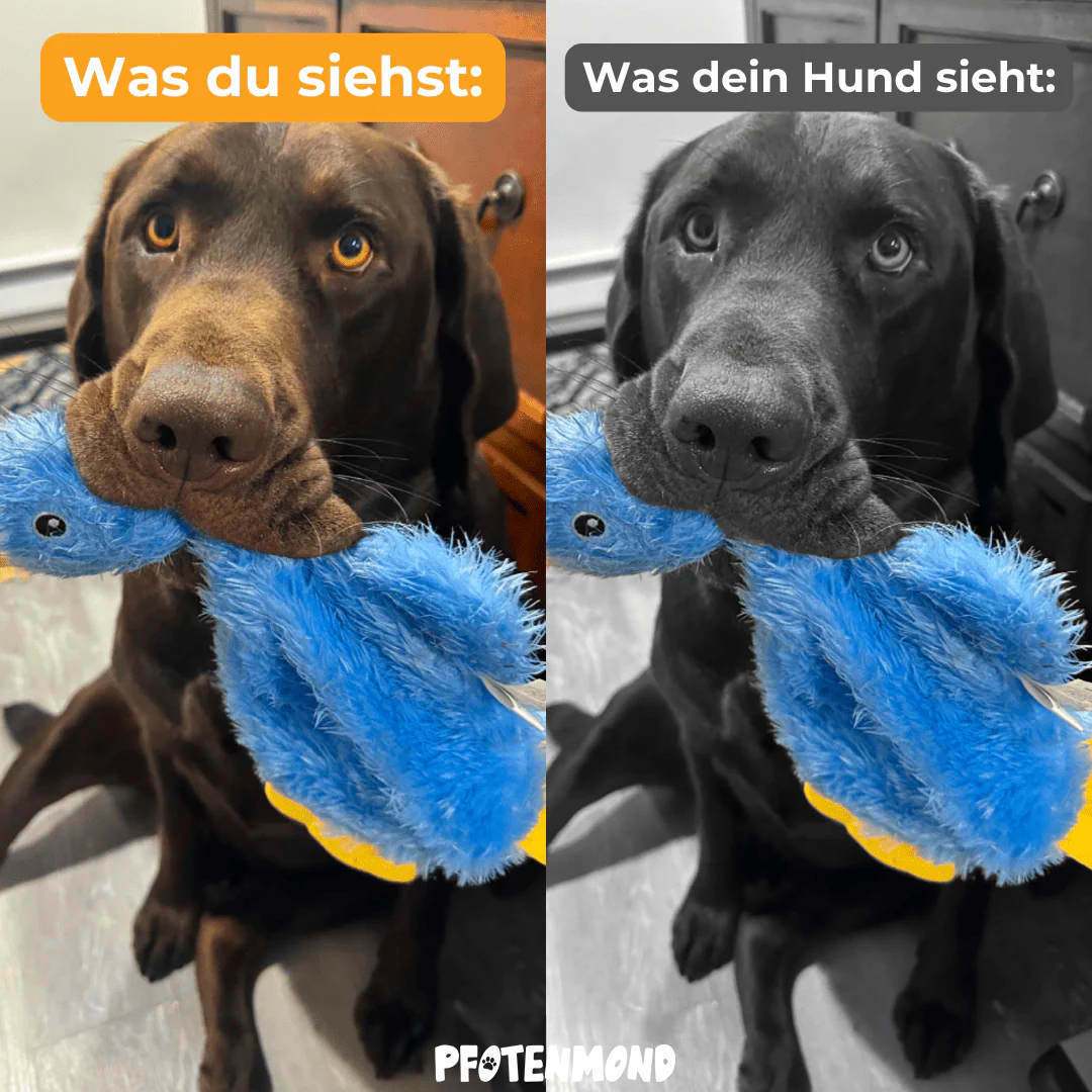 Anti-Stress-Ente - In Blau
