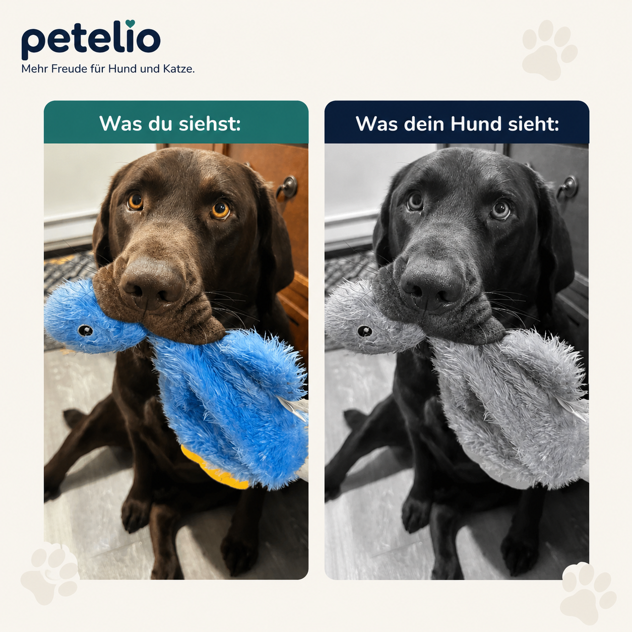 CalmDuck™ | Innere Ruhe für deinen Hund