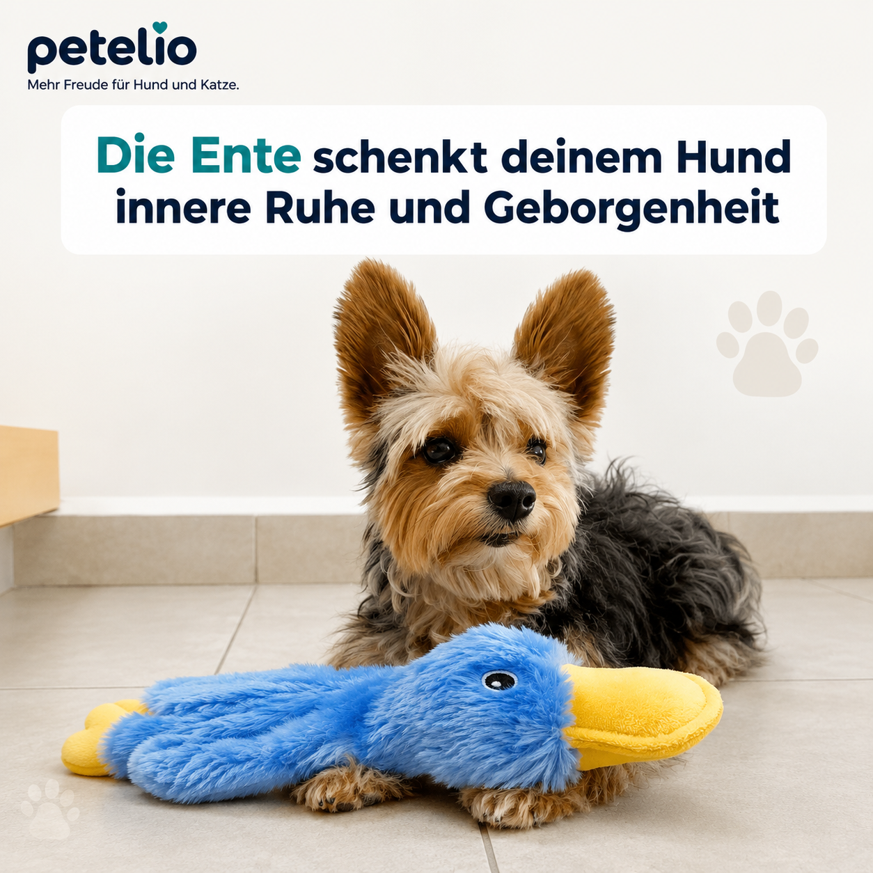 CalmDuck™ | Innere Ruhe für deinen Hund