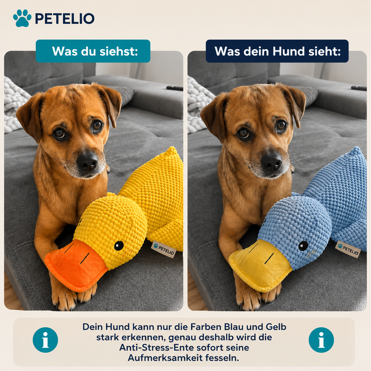 CalmDuck™ | Innere Ruhe für deinen Hund